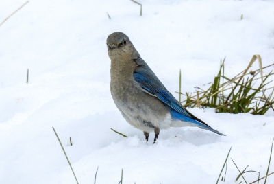Mountain Blue Bird May 2025